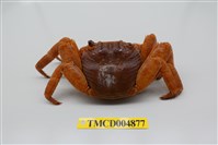 藏品(白紋方蟹)的圖片